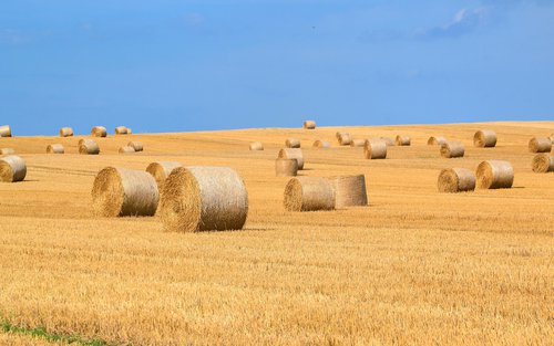 SENSIBILIDAD_AL_GLUTEN