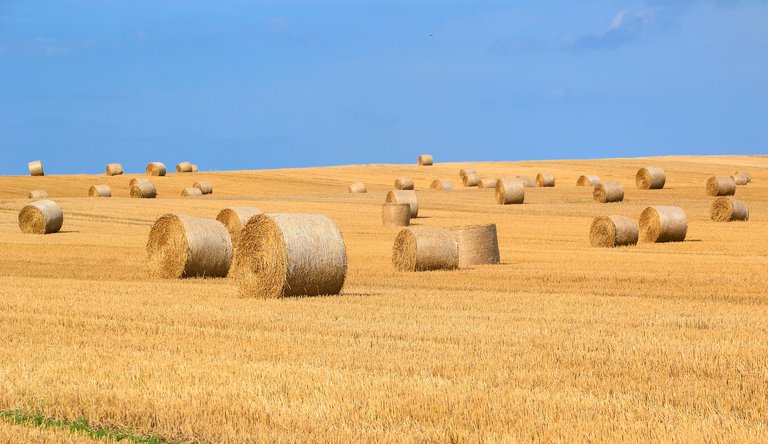 SENSIBILIDAD_AL_GLUTEN